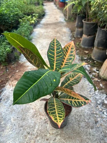 Croton Small thumbnail 4
